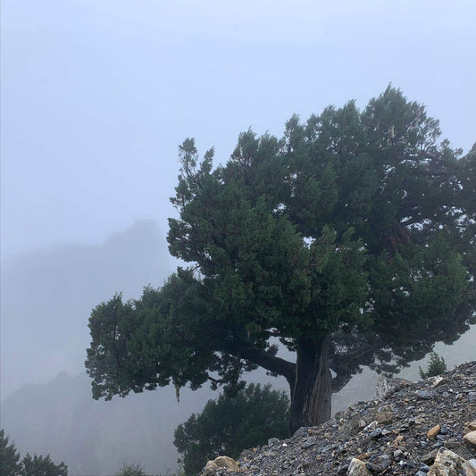 Sangda, August 29