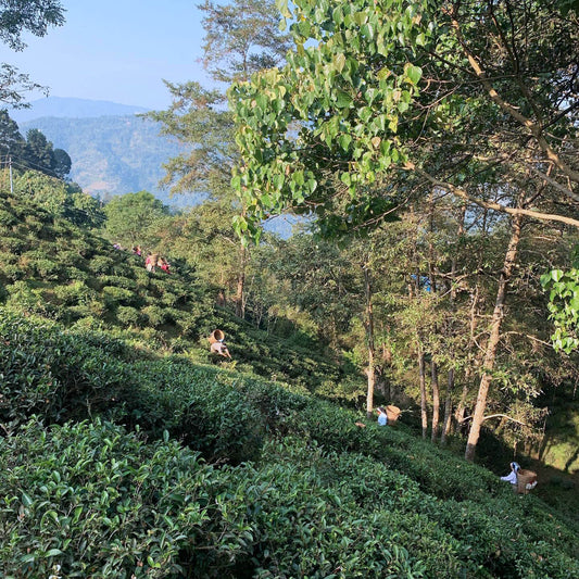 November 27, Ilam