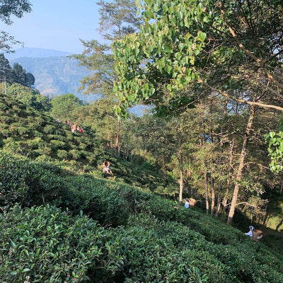 November 27, Ilam